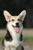 CORGI PEMBROKE 299